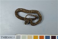 藏品(菊池氏龜殼花)的圖片